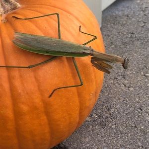 Meet your Posher, Deb